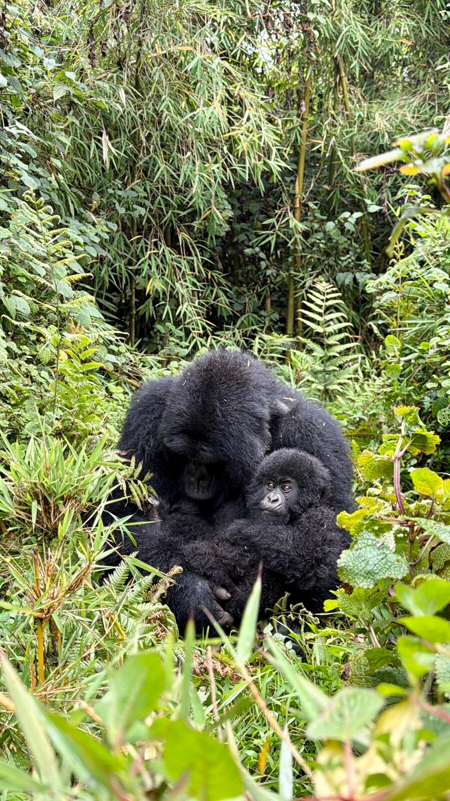 Mountain gorilla and infant in Rwanda